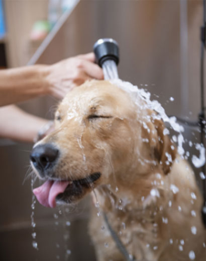 A golden retriever enjoys a bath