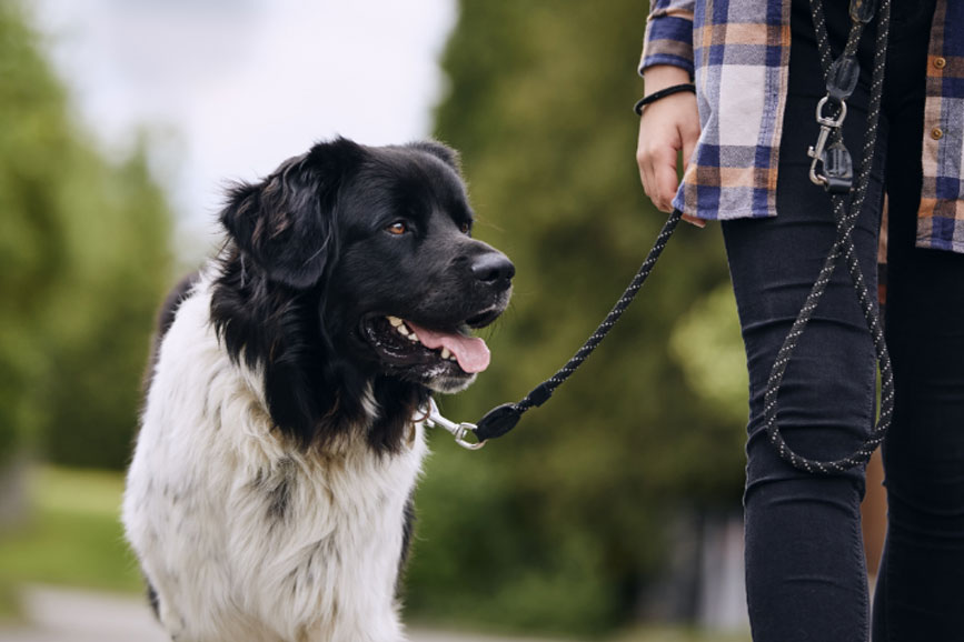A black and white dog on a leash